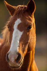 Aromaterapiaa hevosilla – uusi tutkimus